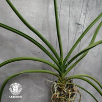 Parapahlaenopsis labukensis × Vanda Memoria Thianchai 着生蘭 着生ラン 蘭の花 Orchid 着生植物
