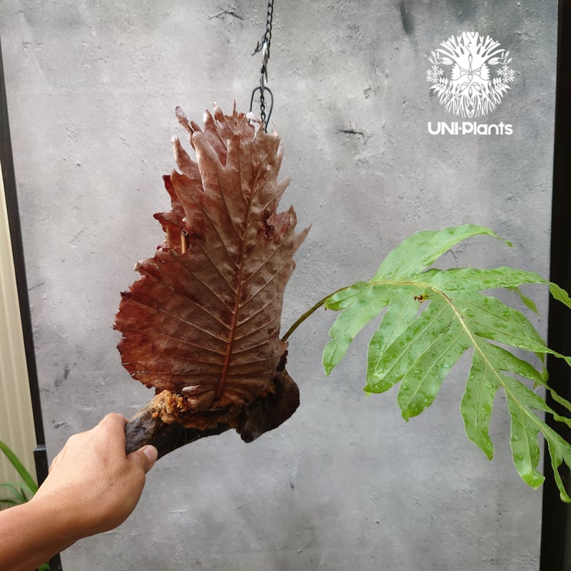 Drynaria quercifolia ドリナリア・クエルシフォリア 流木仕立て Drynaria quercifolia ドリナリア・クエルシフォリア 流木仕立て