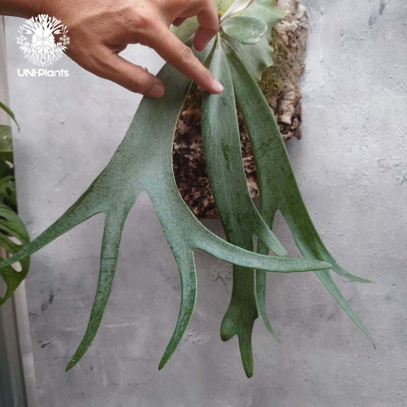 ビカクシダ ウィリンキーcv.インドネシア Platycerium willinckii cv