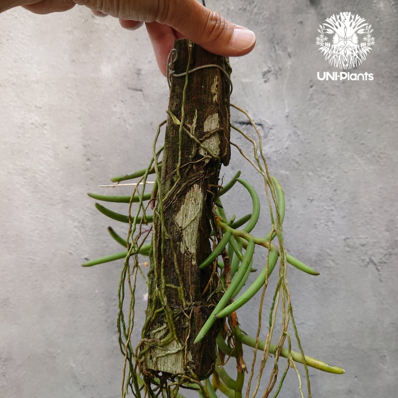 Cleisostoma arietinum クレイソストマ アリエティナム 着生植物 Cleisostoma arietinum クレイソストマ アリエティナム 着生植物