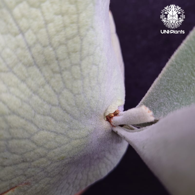 Patycerium veitchii cv. Silver frond ビカクシダ ベイチー