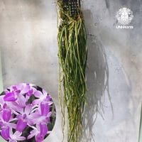 【タイ直輸入・着生ラン】Seidenfadenia mitrata ' pink ' |  セイデンファデニア ミトラタ pink｜Orchid｜着生ラン｜着生蘭