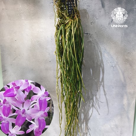 CATEGORY 着生ラン (Orchid) | UNI-Plants ビカクシダ、ホヤ植物、