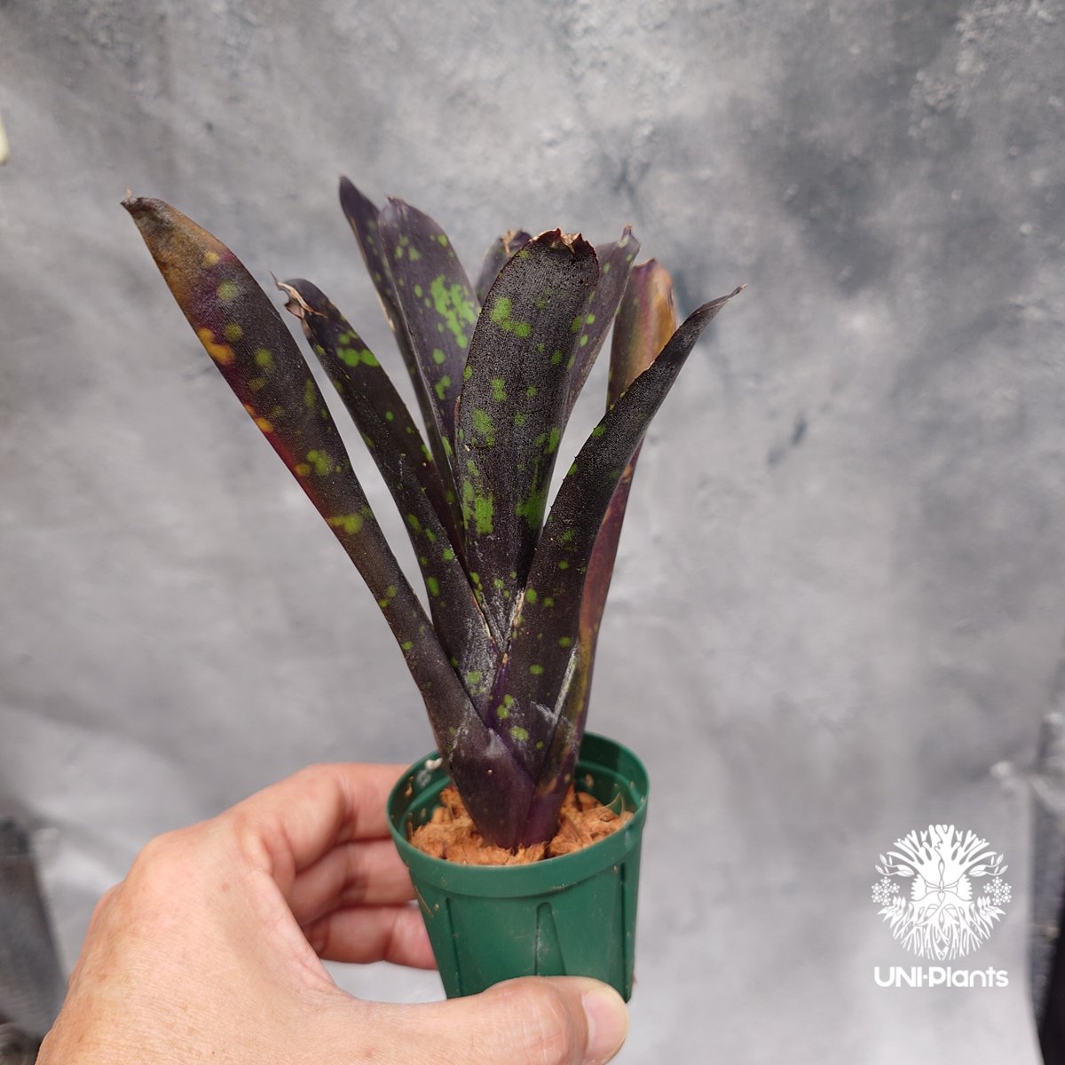 Neoregelia Nosferatu ネオレゲリア ノスフェラトゥ Neoregelia