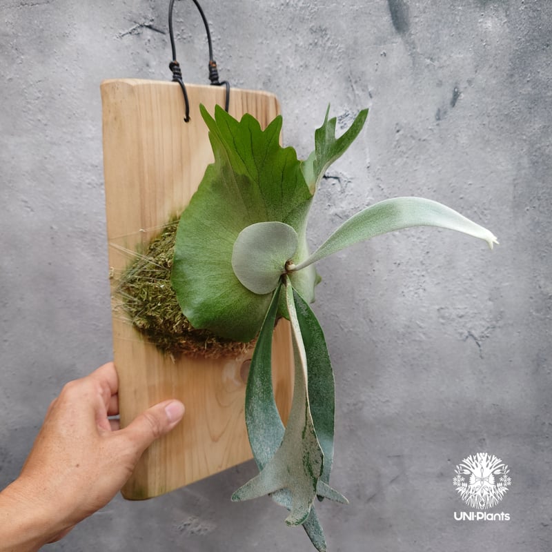 Platycerium willinckii 'W.A.Manda ビカクシダ ウィリンキー