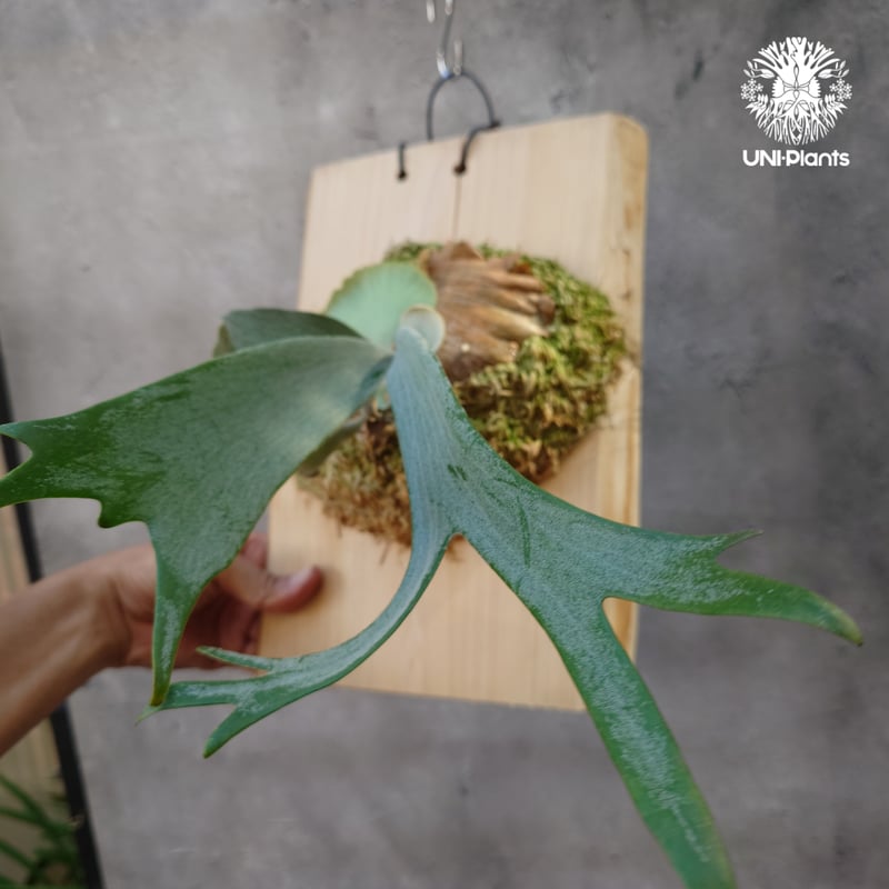 ビカクシダ ウィリンキーcv.インドネシア Platycerium