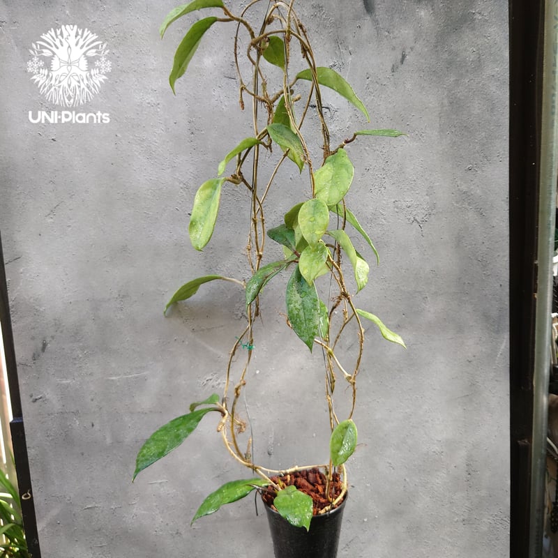 ホヤ プビカリクス ロイヤル ハワイアン パープル 花座付き ホヤ植物