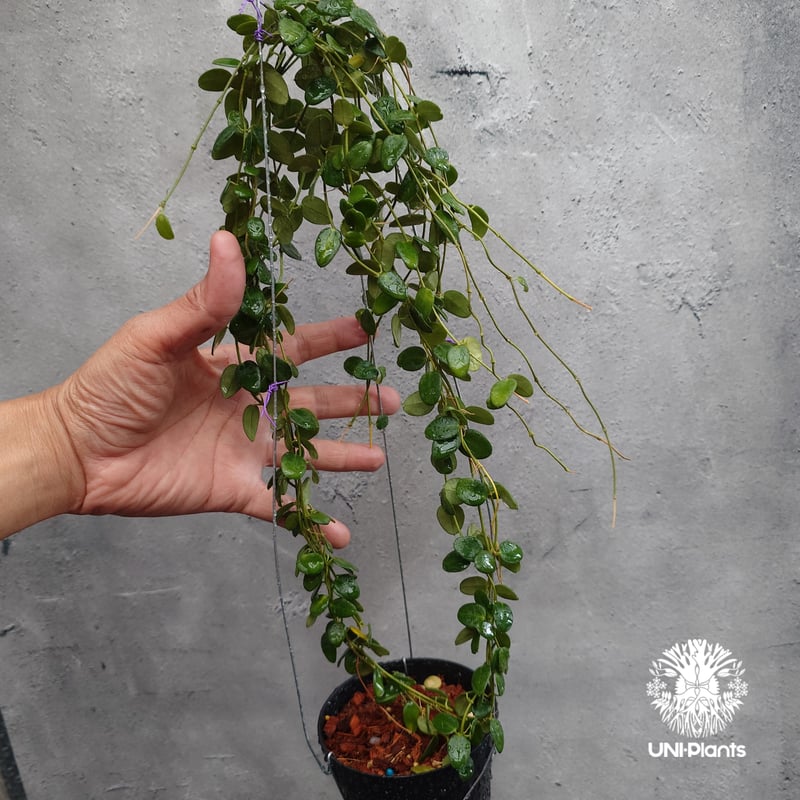 1112 ホヤ プレアナ Hoya pulleana IM-08 花座4蕾一箇所 1112 ホヤ プレアナ Hoya pulleana IM-08 花座4蕾一箇所