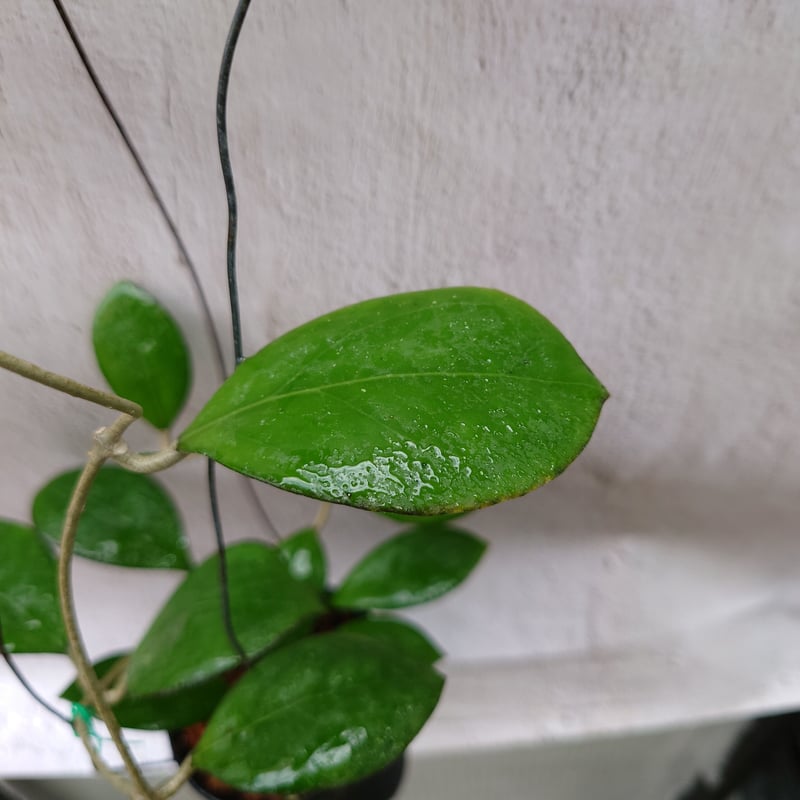 ホヤ cv.ナタリー Hoya cv. Nathalie ホヤ植物 植物 珍奇植物