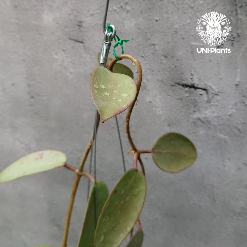 Hoya Silver dollar ホヤ シルバー ダラー ホヤ 希少 ホヤ植物 ホヤの