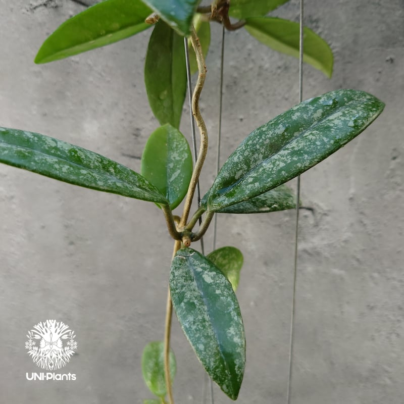 Hoya carnosa Wilbur Graves China ホヤ カルノサ ウィバー グ