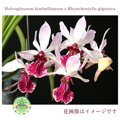 【タイ直輸入・希少】着生ラン ホルコグロッサム キンバリアナム × リンコスティリス ギガンテア｜Holcoglossum kimballianum x Rhynchostylis gigantea