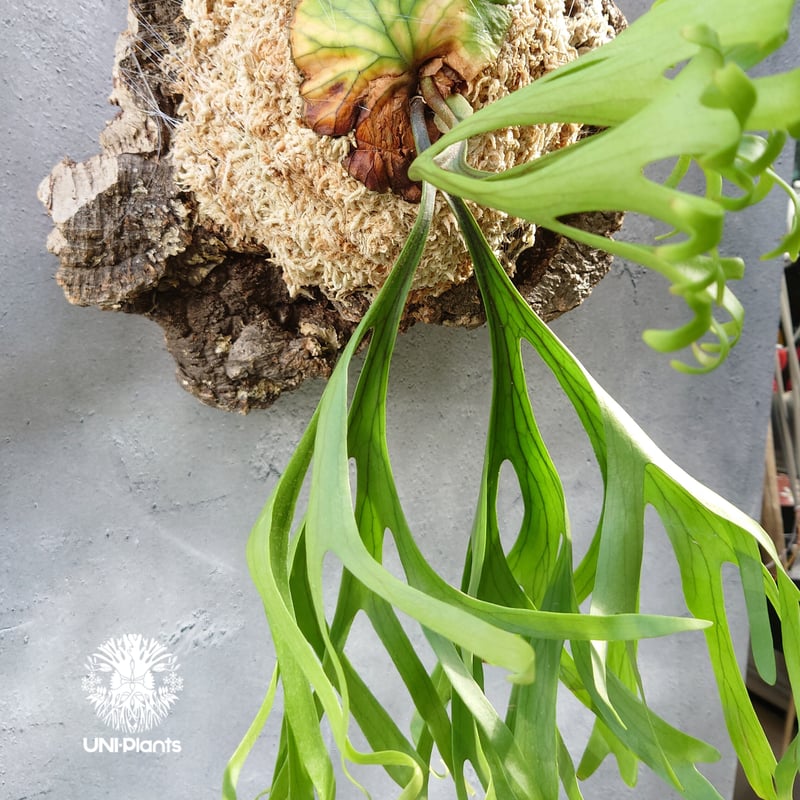 2点セット　ビカクシダ ビカクシダ キッチャクード Platycerium mt.kitshakood コウモリ