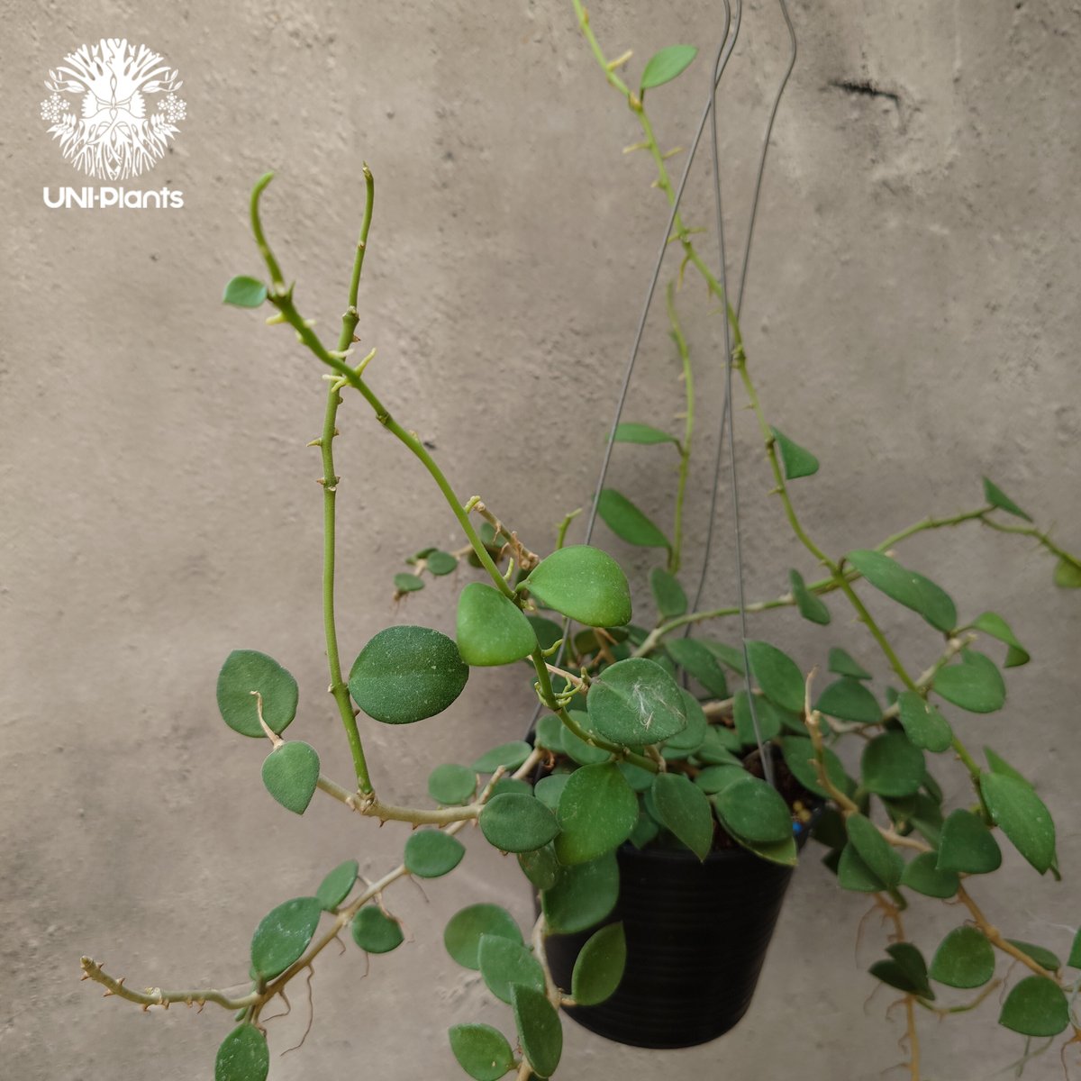 Hoya nummularioides yellow corona ホヤ ヌンムラリオイデス