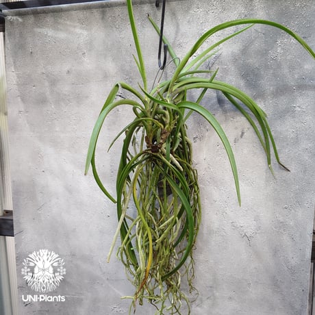 着生ラン　セイデンファデニア　ミトラタ　板付 セイデンファデニア ミトラータ | Flower＆Green&Growers公式