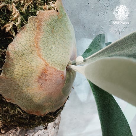 【国内繁殖株・一点物】Patycerium veitchii wild | ビカクシダ ベイチー ワイルド | ビカクシダ原種 | ビカクシダ板付け ビカクシダビーチ