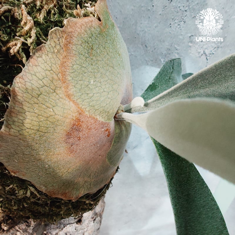 国内繁殖株・一点物】Patycerium veitchii wild | ビカクシダ ベイチ