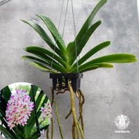 【タイ直輸入】着生ラン リンコスティリス ギガンテア 'spot Bao' x sib ｜珍品・希少ラン・蘭の花｜Rhynchostylis gigantea 'spot Bao' x sib