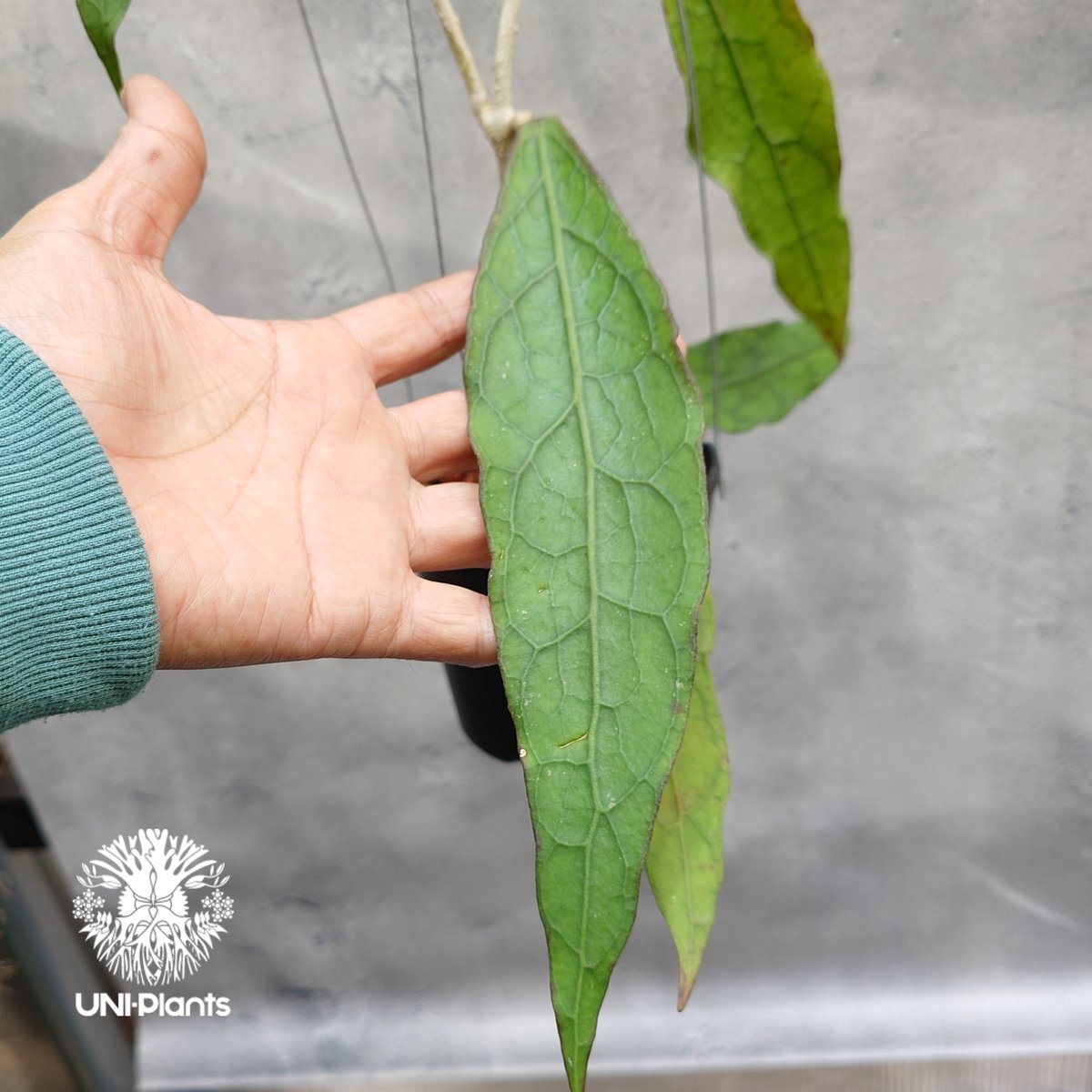限定1株入荷 Hoya Clemensiorum long leaves ホヤ クレメンシオ