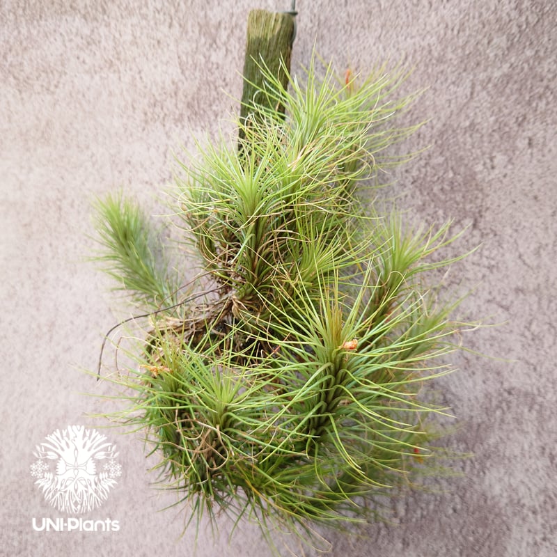 Tillandsia funckiana large form ティランジア チランジア・フン