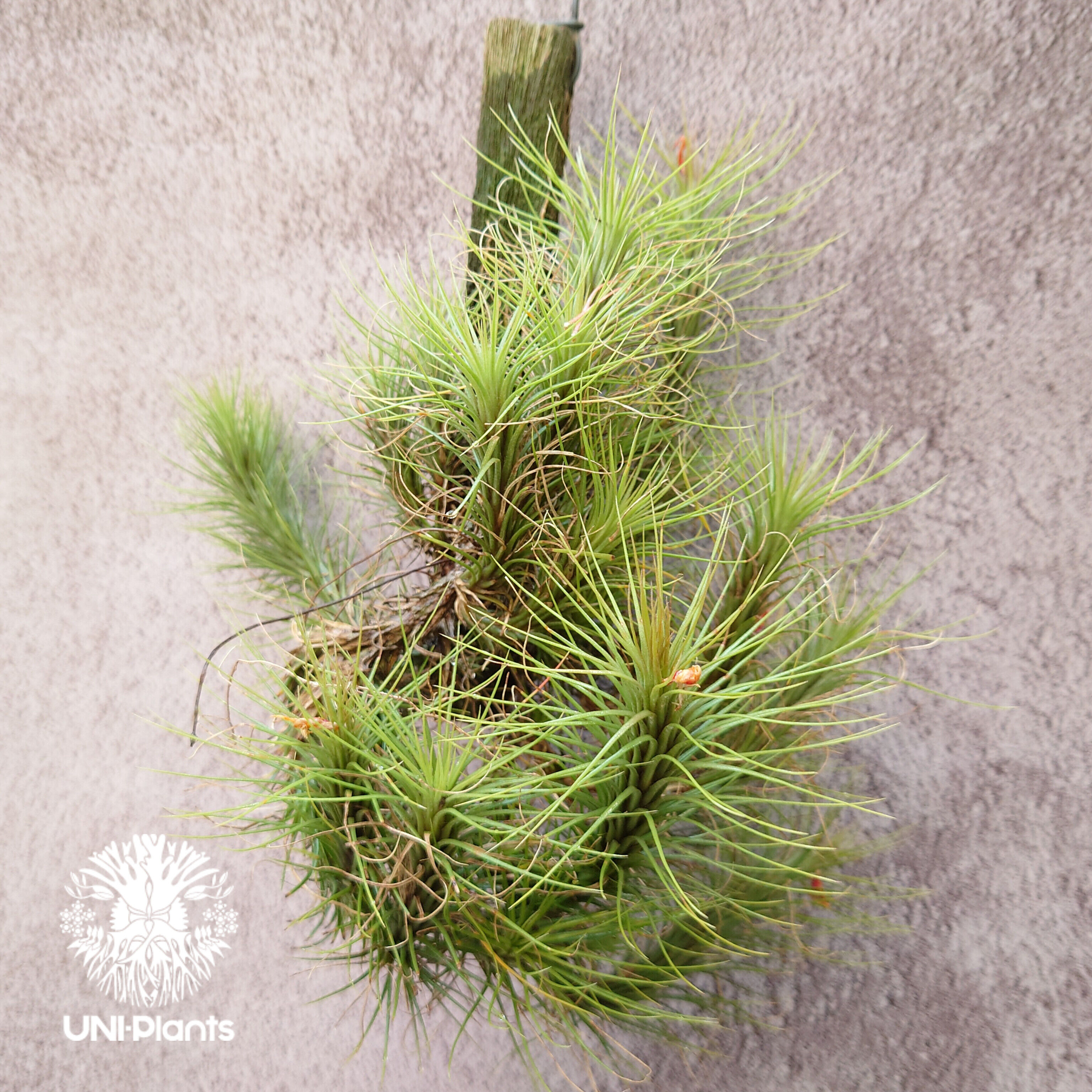 Tillandsia funckiana large form ティランジア チランジア・フン