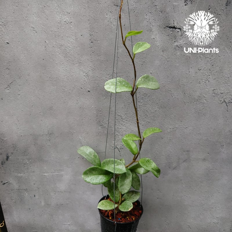 85 ホヤ　ノバゴースト　レア品種　発根済み 85 ホヤノバゴーストレア品種発根済み新芽展開中