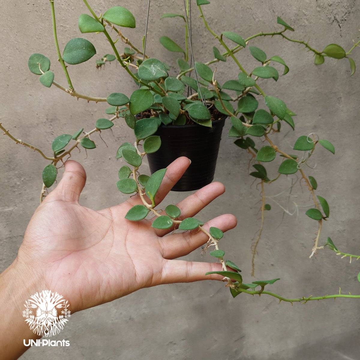 Hoya nummularioides yellow corona ホヤ ヌンムラリオイデス