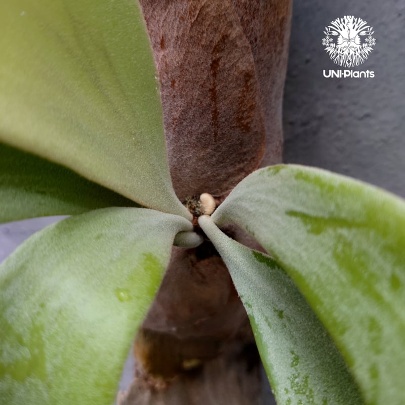 ビカクシダ ウィリンキーcv.インドネシア Platycerium willinckii cv