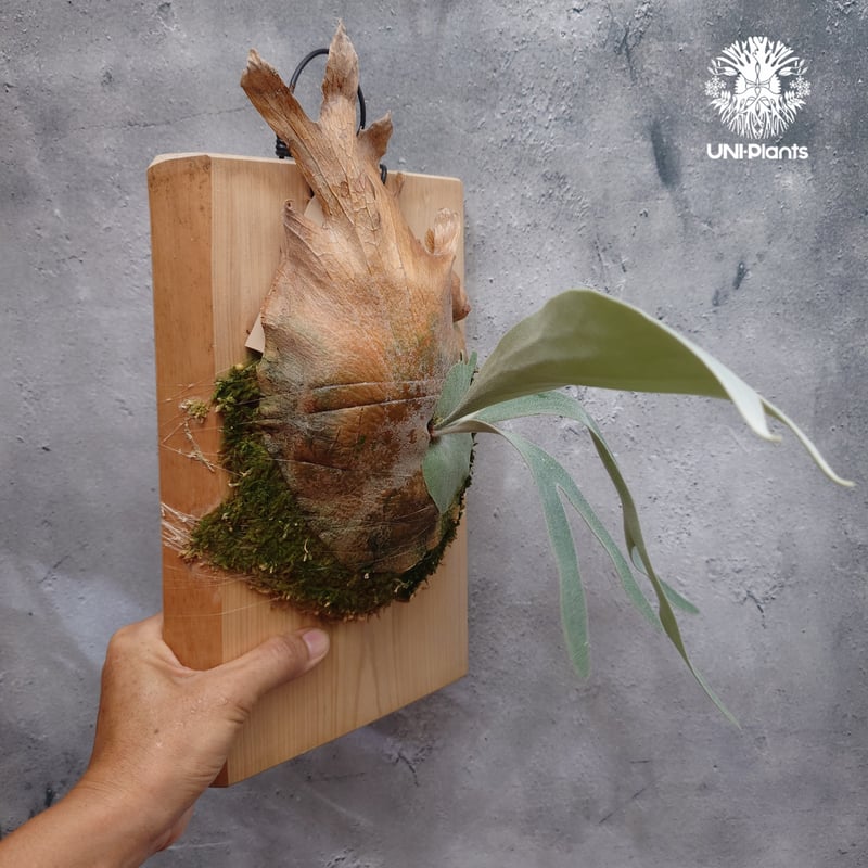 Platycerium pewchan ビカクシダ ピューチャン ビカクシダ シダ植物