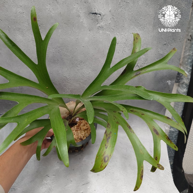 Platycerium alcicorne var.Madagascar ビカクシダ アルシコ