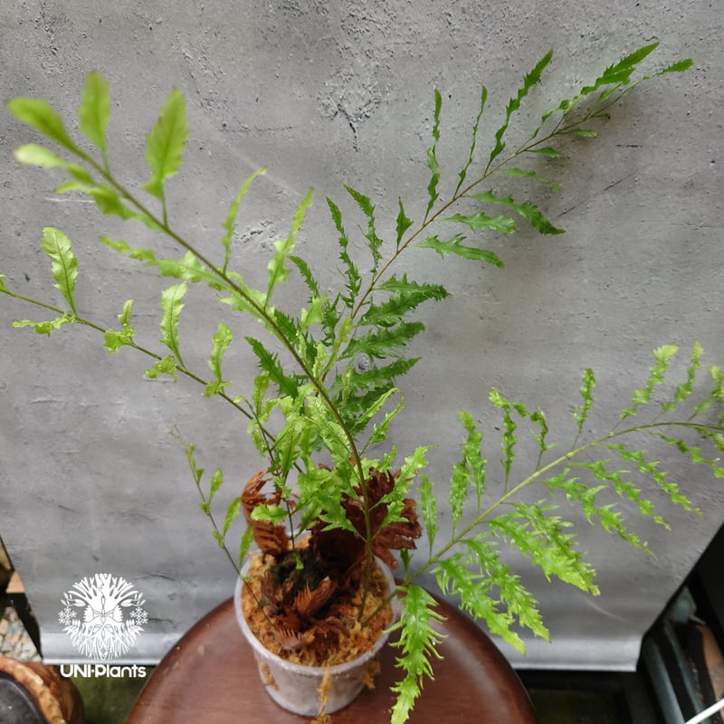 再入荷! Drynaria rigidula `whitei ドリナリア·リギデュラ'ホワイテ