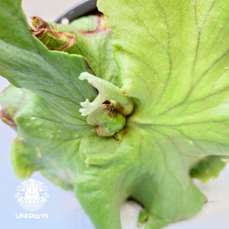 ビカクシダ　キッチャクード〔Thin〕 ×リドレイ〔ドワーフF1〕コルク付け ビカクシダ キッチャクード〔Thin〕 ×リドレイ〔ドワーフF1