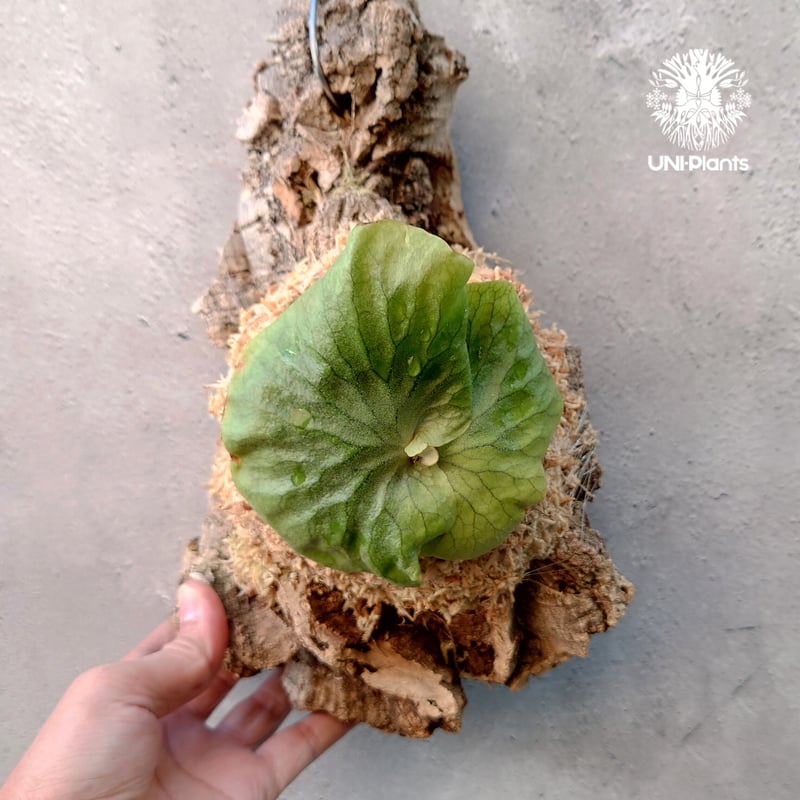 Platycerium Dawboy ビカクシダ ダウボーイ コウモリラン ビカクシダ