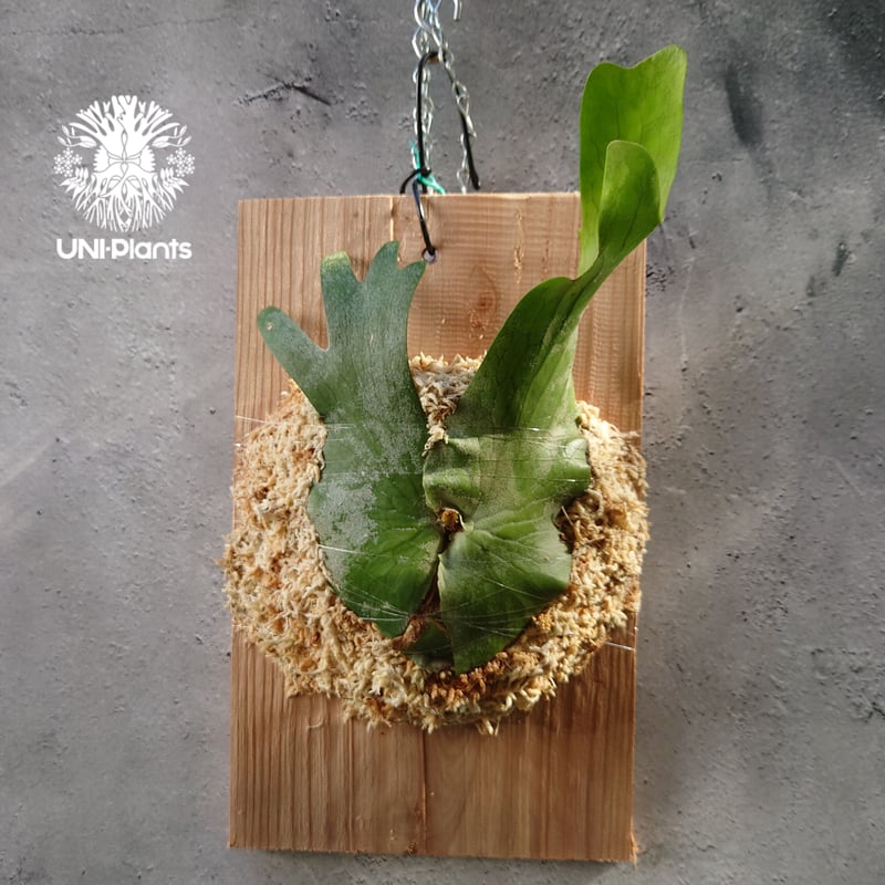 初入荷! ビカクシダ ホルタミー Platycerium holttumii コウモリ