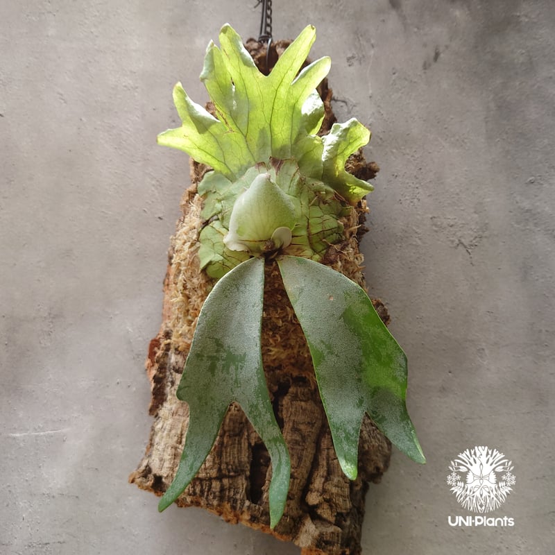 Platycerium willinckii 'W.A.Manda ビカクシダ ウィリンキー