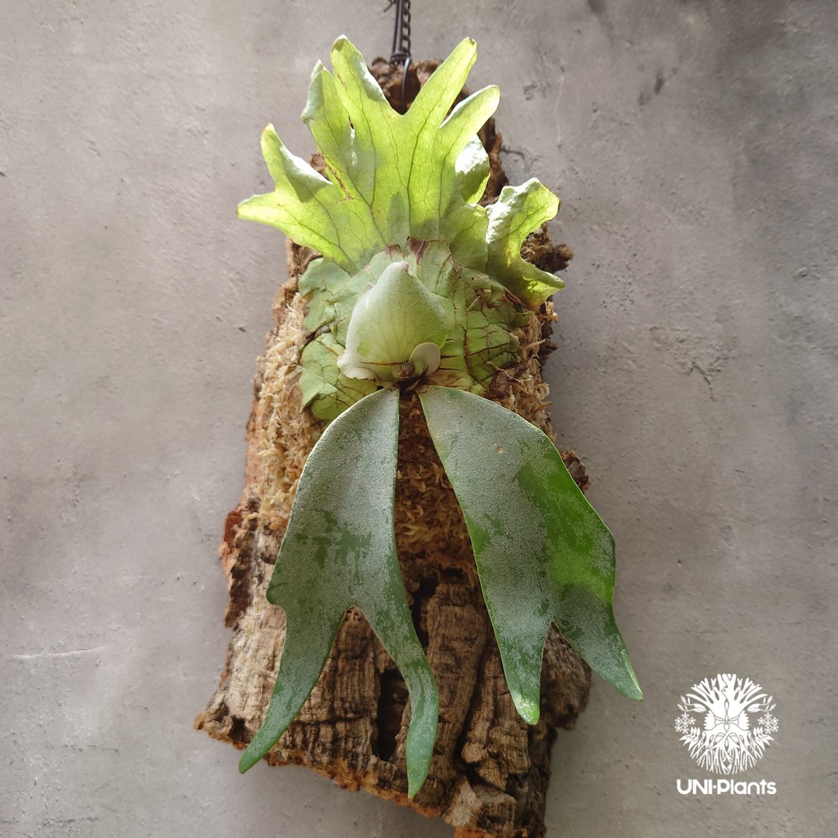 ビカクシダ　ウィリンキーPlatycerium willinkii Platycerium willinckii Unknown #2 ビカクシダ ウィリンキー