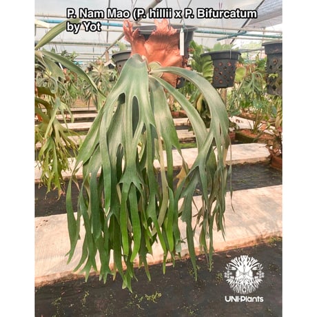 Platycerium Nam Mao(pup) ビカクシダ ナーム マオ(子株) ビカクシダ コウモリラン 希少なビカクシダ