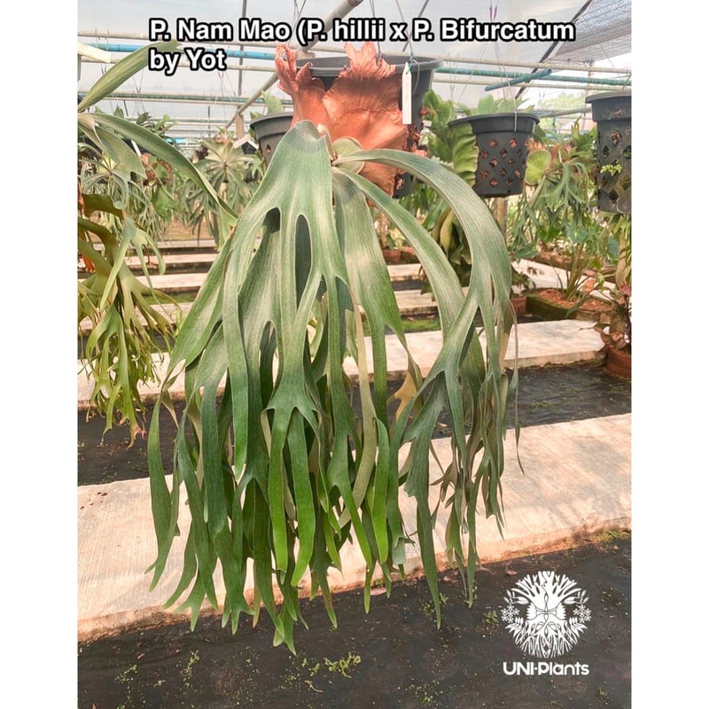 P.willinckii dwarf 'Jenny' spore 【公式通販】