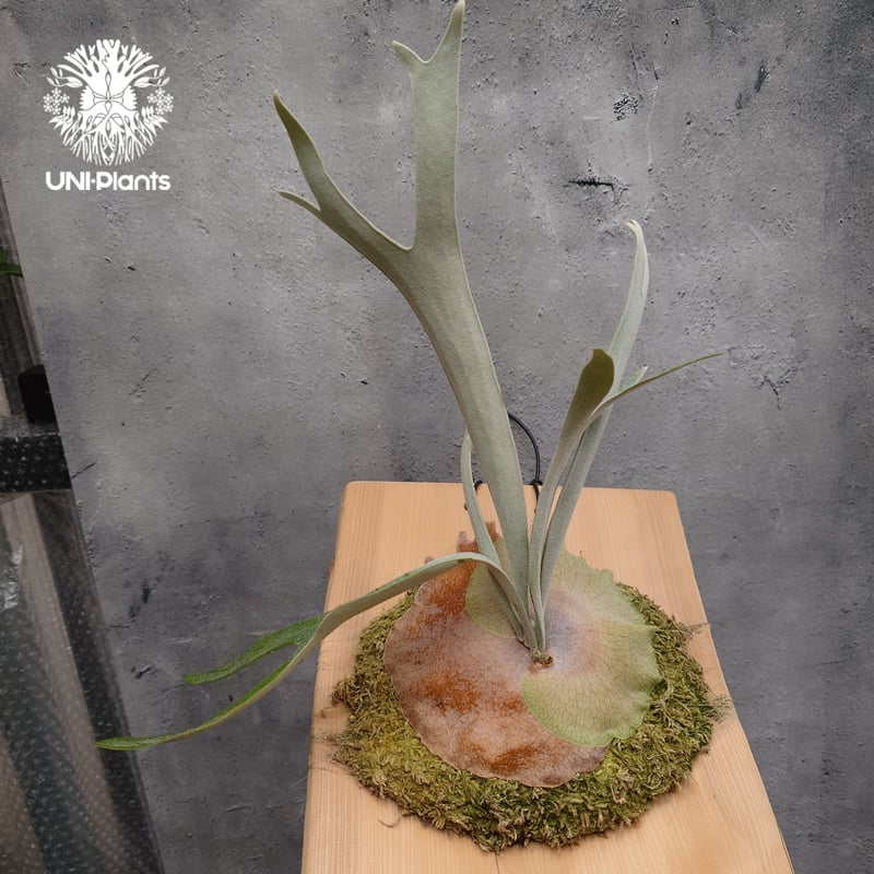 Patycerium veitchii wild ビカクシダ ベイチー ワイルド コウモリラン