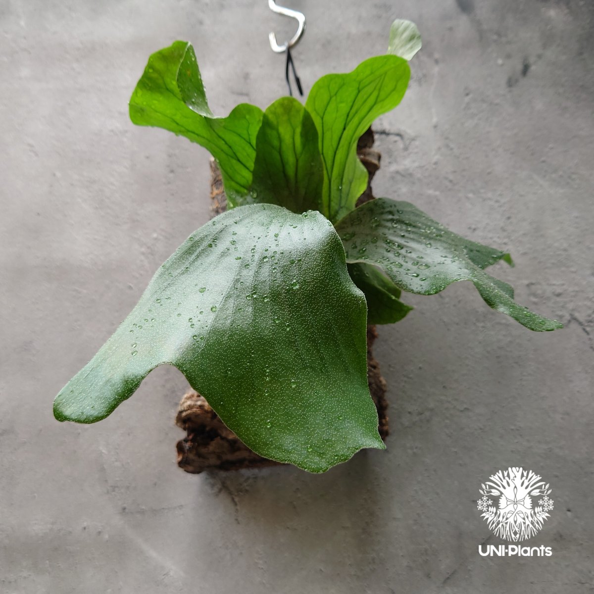 現品 コルク付【エレファントティス】コウモリラン ビカクシダ　　 BI0167 現品】コウモリラン/ビカクシダ・エレファントティス コルク付き