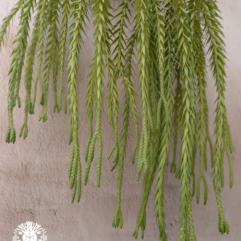 Phlegmariurus goebelii (=Huperzia goebelii) フレグ
