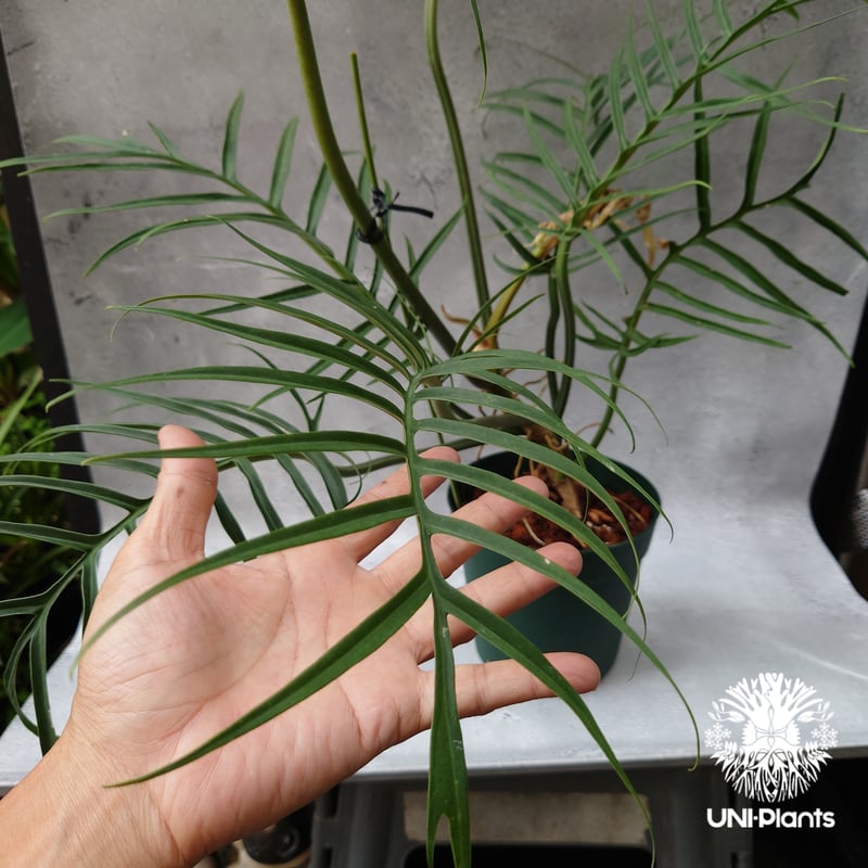 Philodendron tortum フィロデンドロン トータム フィロデンドロン