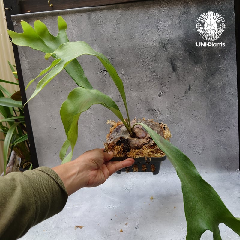 Platycerium hillii cv. Min Min (pup) ビカクシダ ヒリー