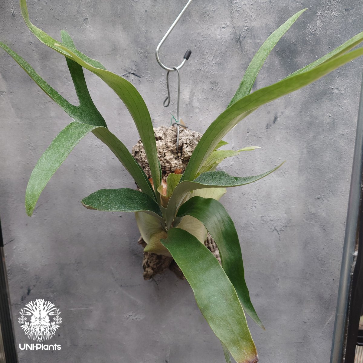 ビカクシダ マウントルイス　OC No.2 P.Mt.Lewis ビカクシダ co OC 02