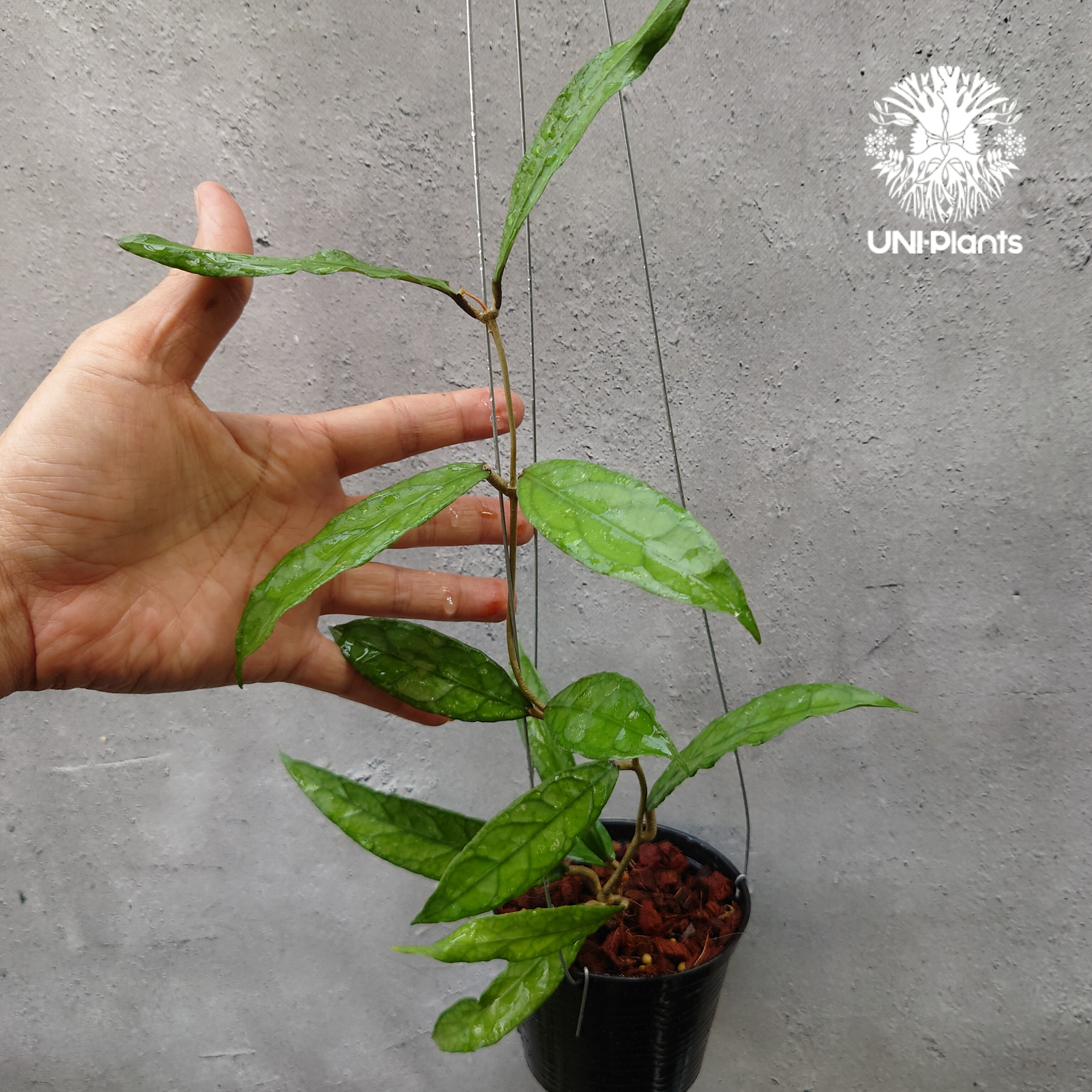 Hoya Aceh (NAP 01) ホヤ 希少 ホヤ植物 ホヤの花 珍しい 希少なホヤ