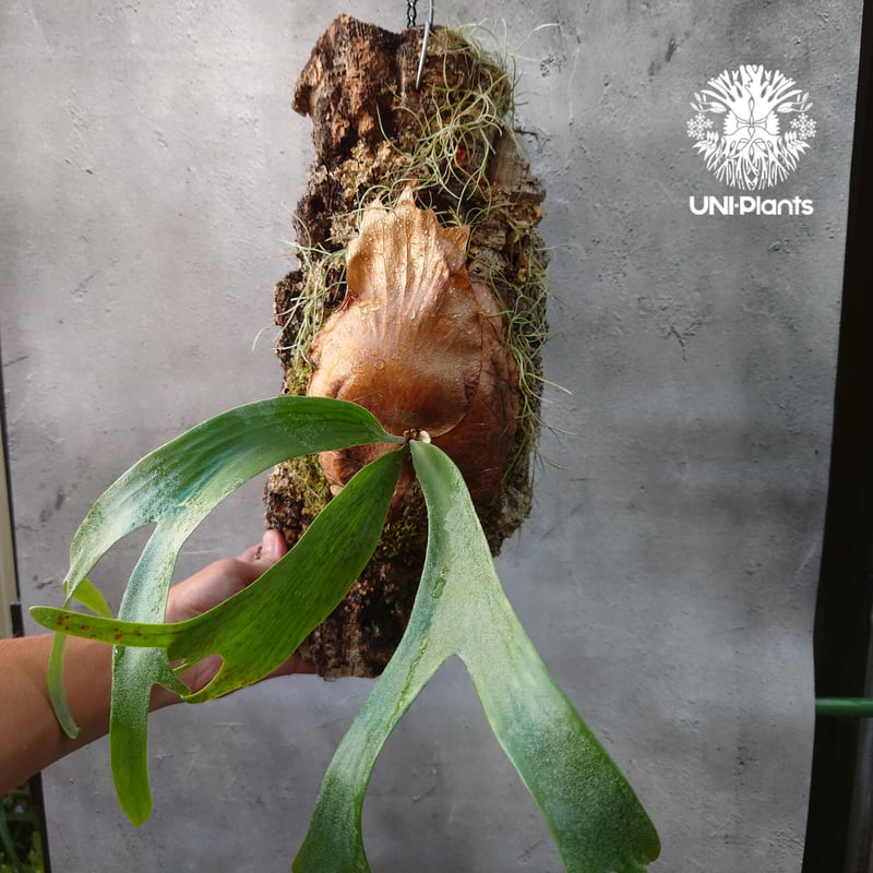 Platycerium willinckii cv.Zion ビカクシダ ウィリンキーcv.ジ