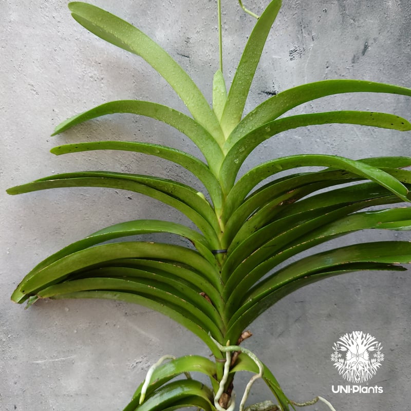 開花間近 バンダ 洋蘭 Vanda orchid 大株 ラン 蘭 花が綺麗な洋