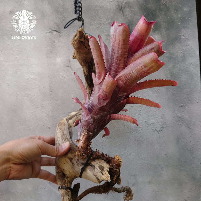 Aechmea nundicaulis hybrid エクメア ヌディカウリス hybrid