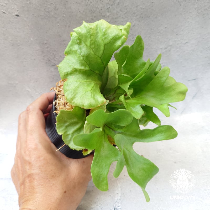 ビカクシダ リドレイ ドワーフ Platycerium ridleyi Dwarf コウモリラ