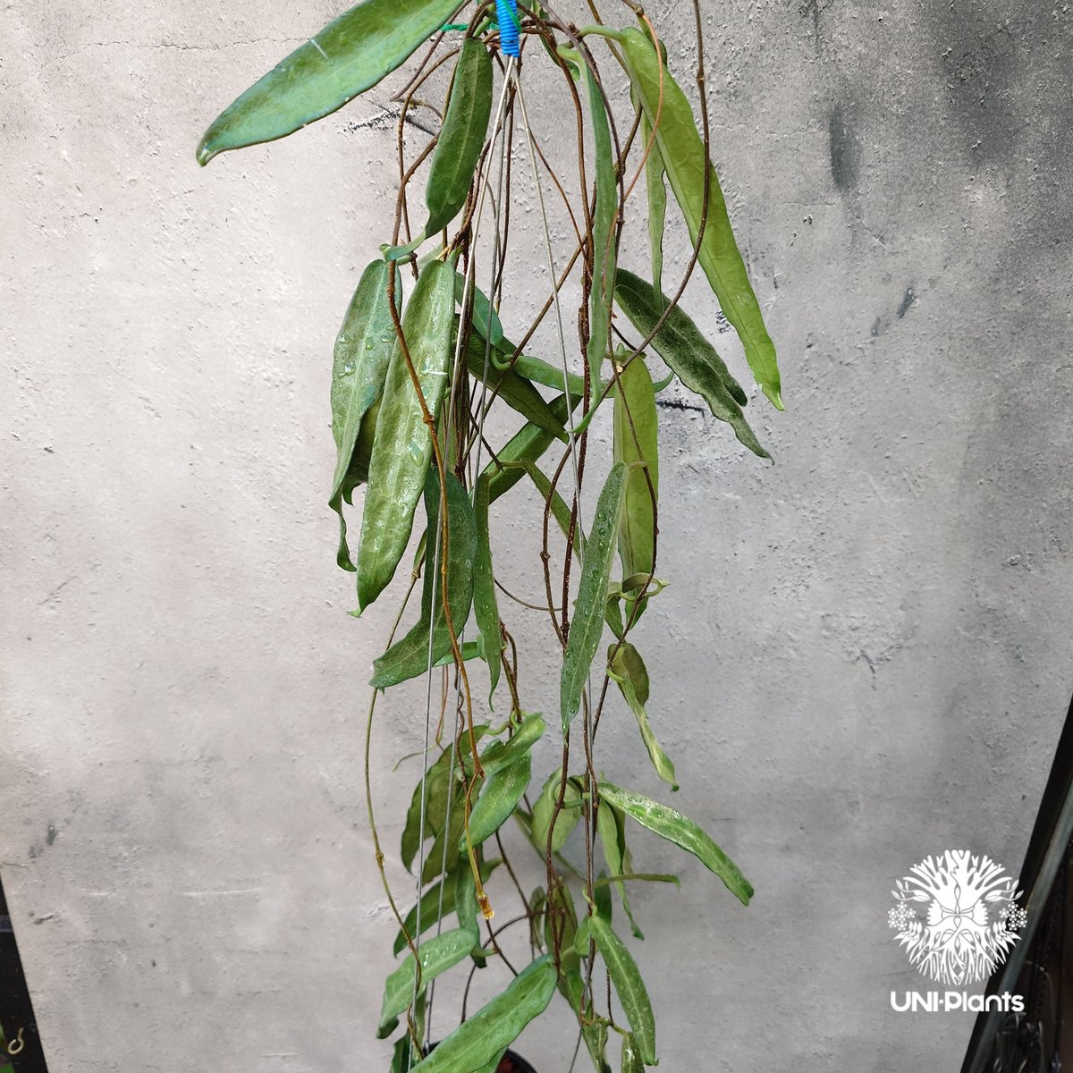 Hoya Hypolasia ホヤ ヒポラシア ホヤ植物 ホヤの花 希少な植物 Hoyapla